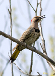 Northern Flicker